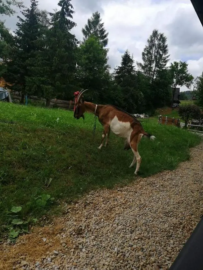 Apartament Rezydencja Pod Giewontem Zakopane